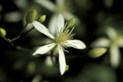 5-star Paniculata