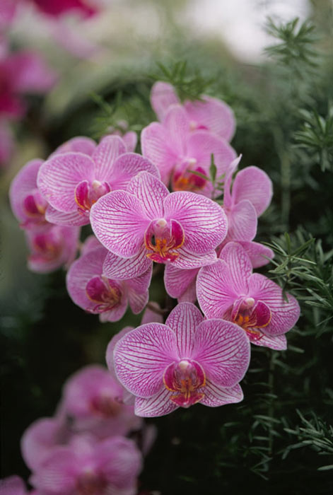 Duke's Orchid
